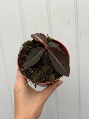 Labisia Pumila
