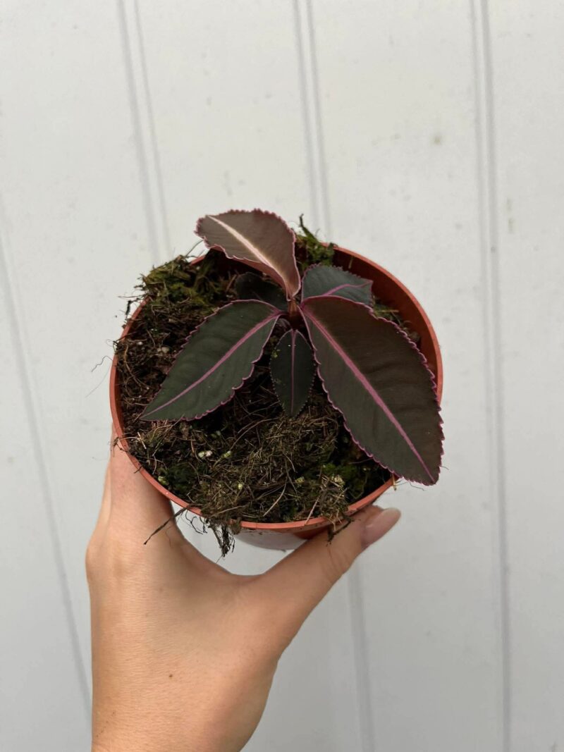 Labisia Pumila Labisia Pumila