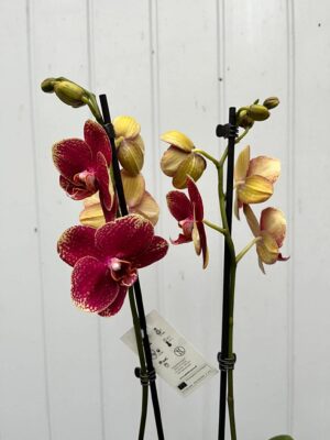 Phalaenopsis Limited 23 | Storczyk