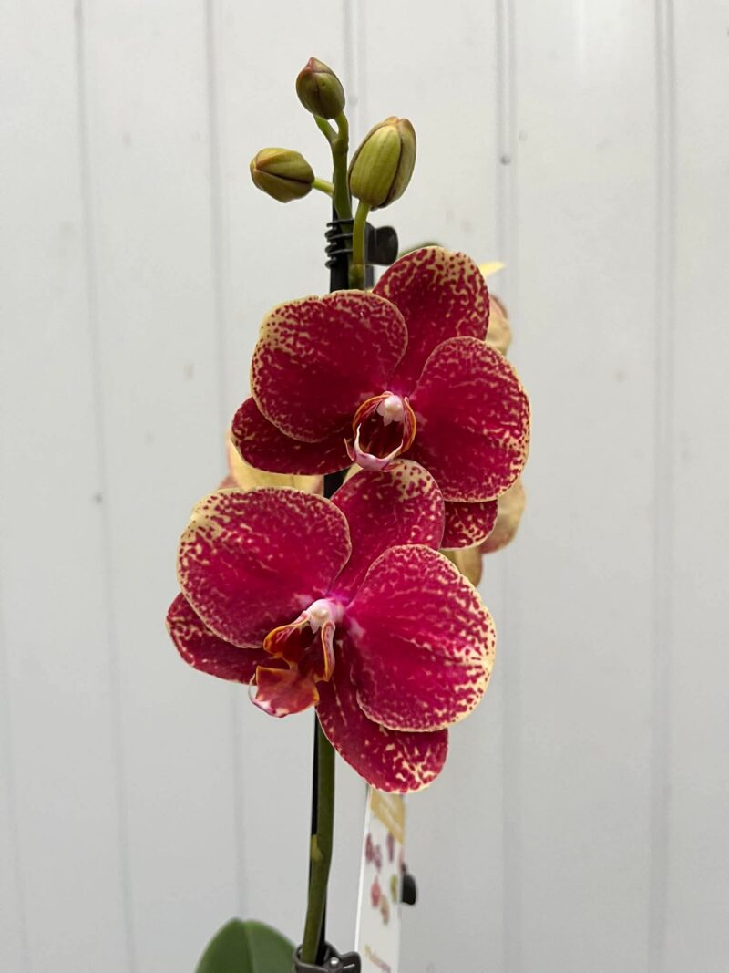 Phalaenopsis Limited 23 | Storczyk