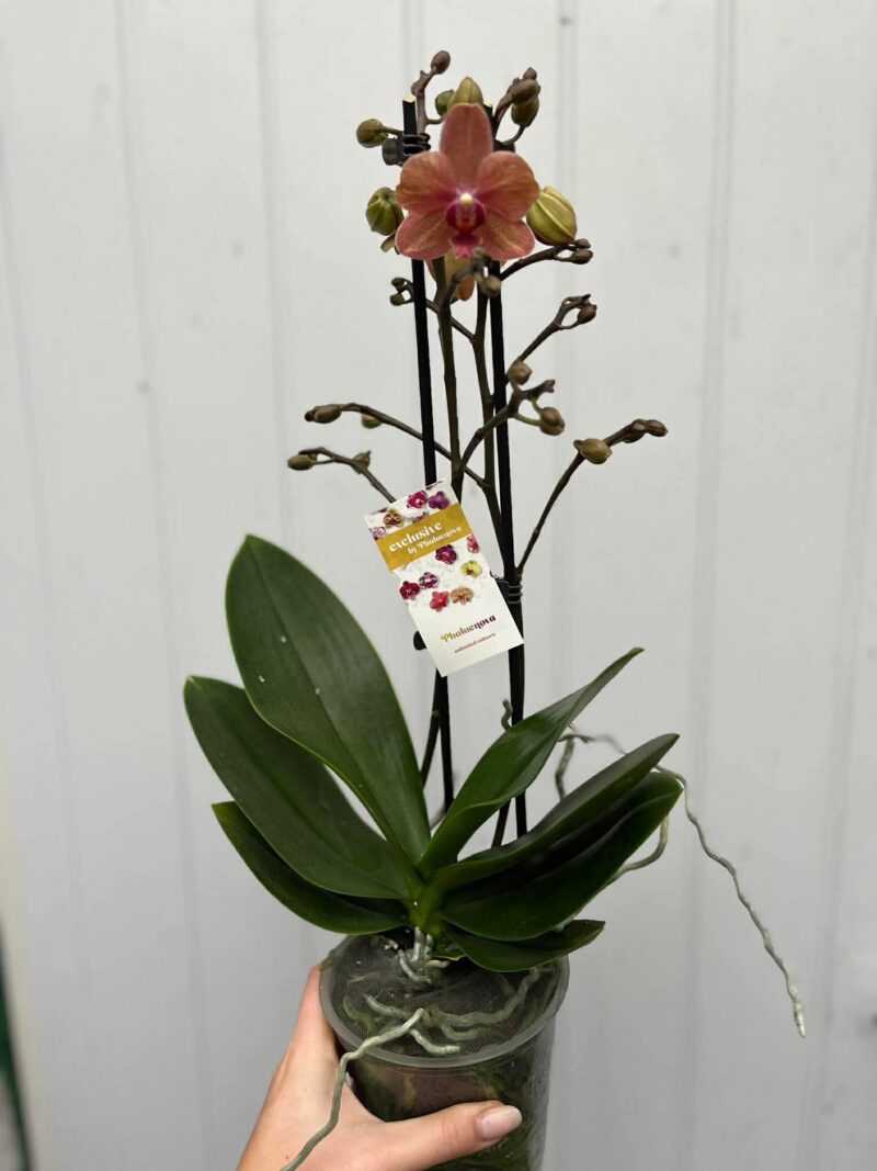 Phalaenopsis Sunset Love | Storczyk
