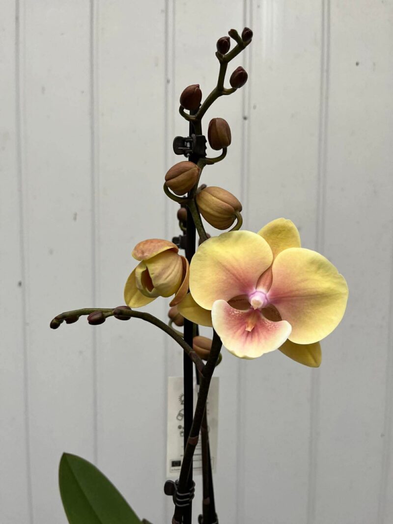 Phalaenopsis Limited 11 | Storczyk