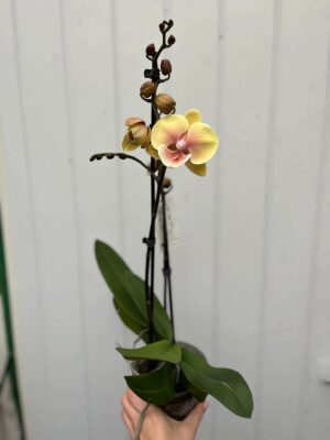 Phalaenopsis Limited 11 | Storczyk