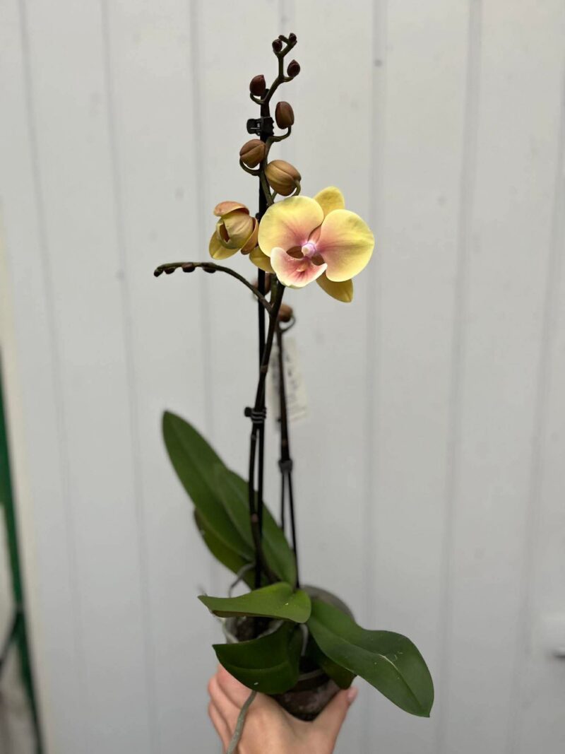 Phalaenopsis Limited 11 | Storczyk