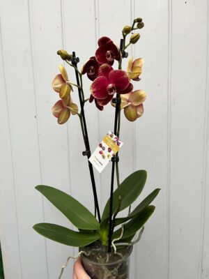 Phalaenopsis Limited 23 | Storczyk