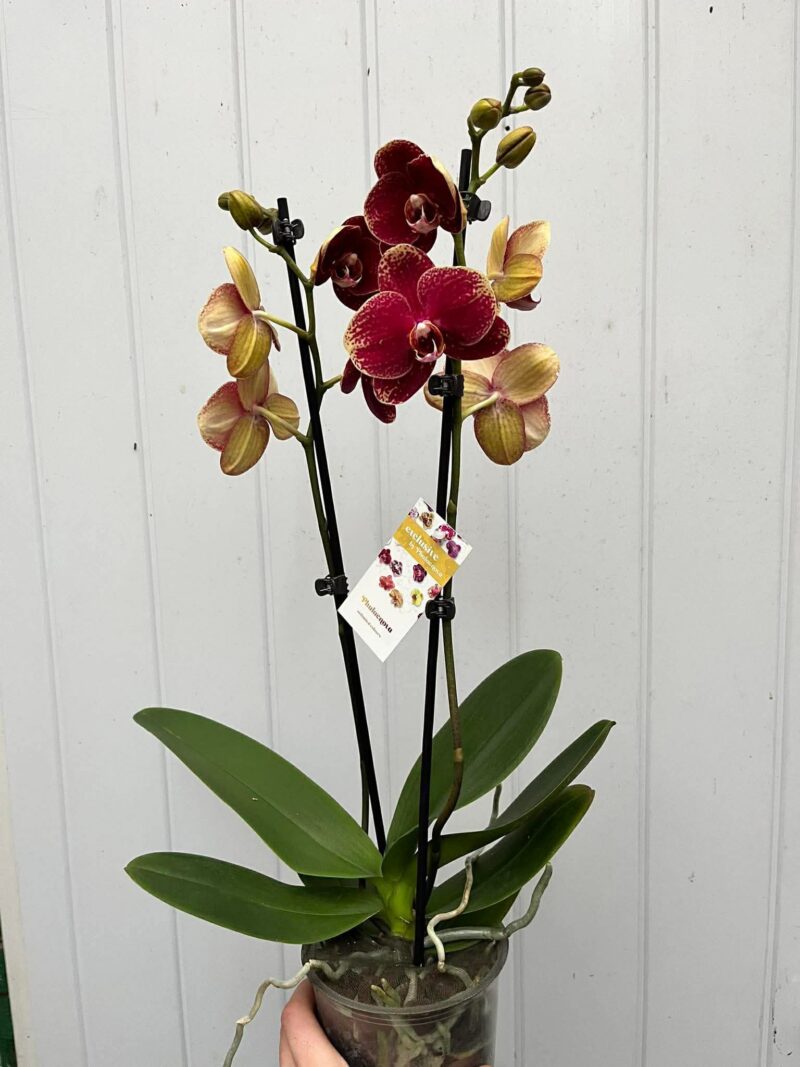 Phalaenopsis Limited 23 | Storczyk