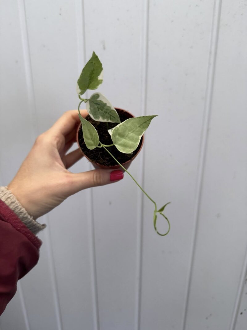 Hoya Streptocaulon Juventas Variegata