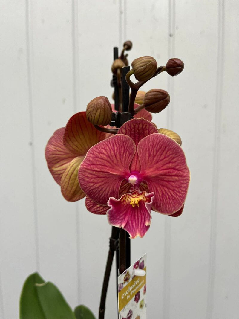 Phalaenopsis golden cheese | Storczyk Phalaenopsis golden cheese | Storczyk