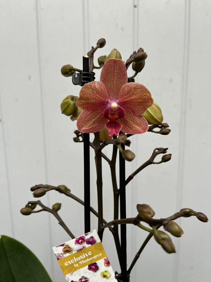 Phalaenopsis Sunset Love | Storczyk
