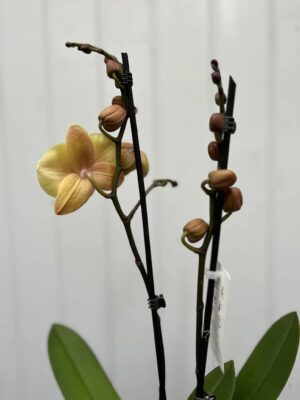 Phalaenopsis Limited 11 | Storczyk