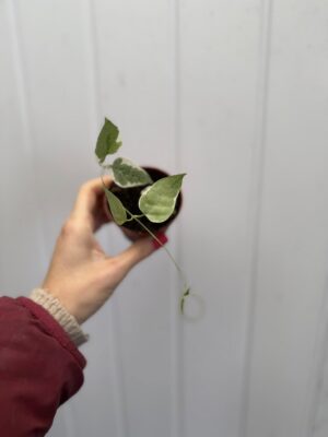 Hoya Streptocaulon Juventas Variegata