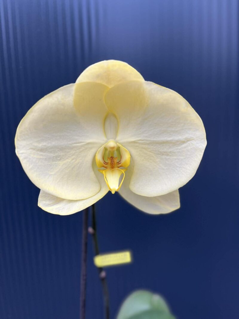 Phalaenopsis Singolo Aquarello Sunlight | Mix 3 kolory