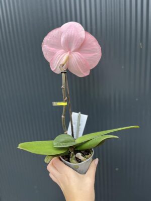 Phalaenopsis Singolo Aquarello Sunlight | Mix 3 kolory