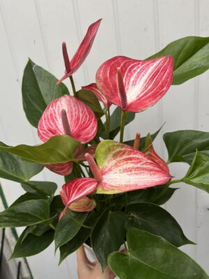 Anthurium andraeanum ‘Livium’
