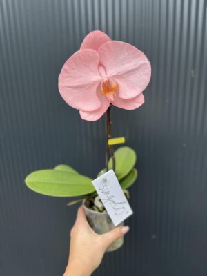 Phalaenopsis Singolo Aquarello Sunlight | Mix 3 kolory