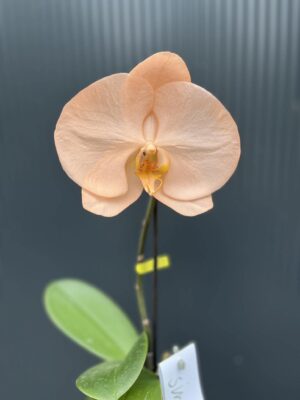 Phalaenopsis Singolo Aquarello Sunlight | Mix 3 kolory