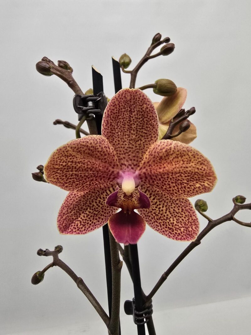 Phalaenopsis Sunset Love | Storczyk Phalaenopsis Sunset Love | Storczyk