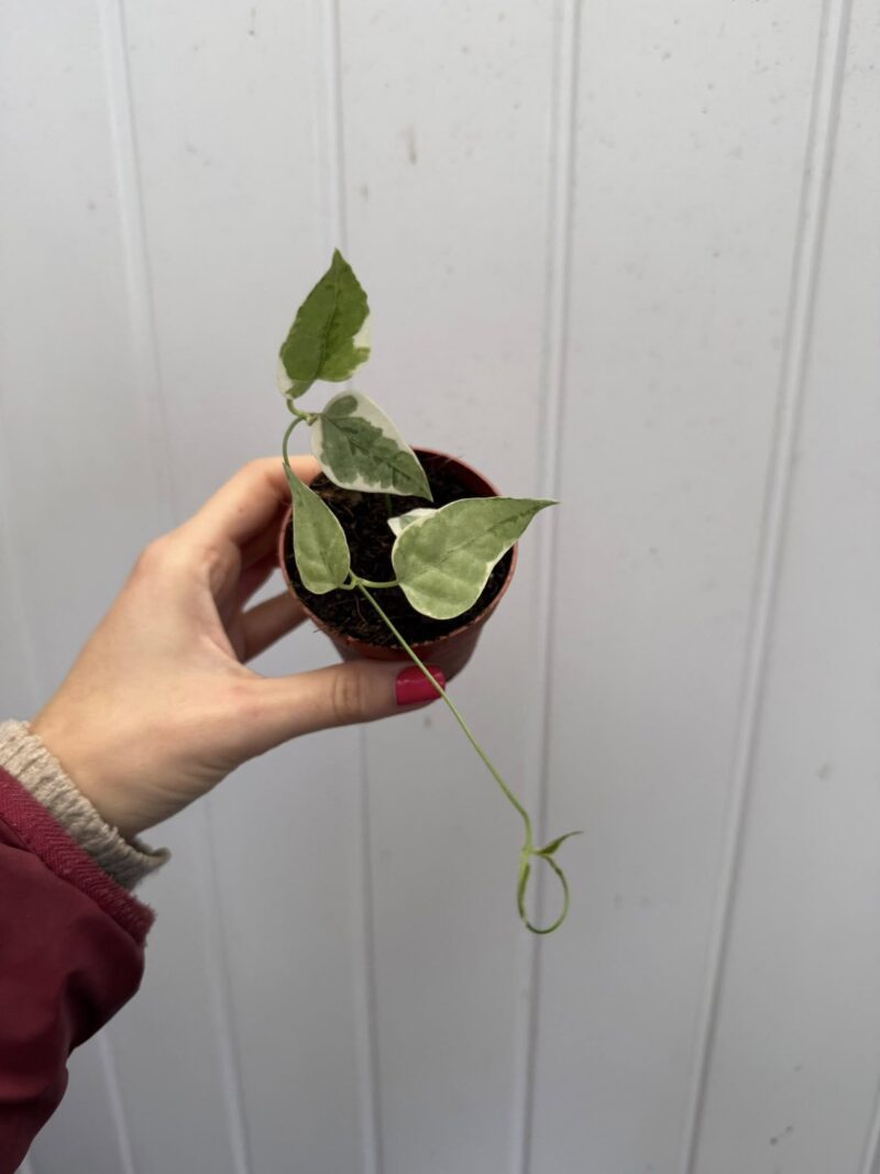 Hoya Streptocaulon Juventas Variegata