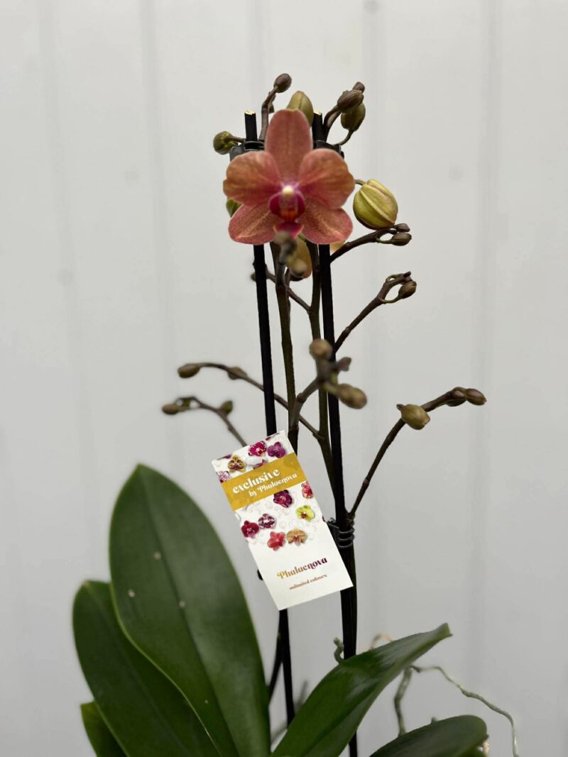 Phalaenopsis Sunset Love | Storczyk