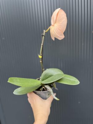 Phalaenopsis Singolo Aquarello Sunlight | Mix 3 kolory