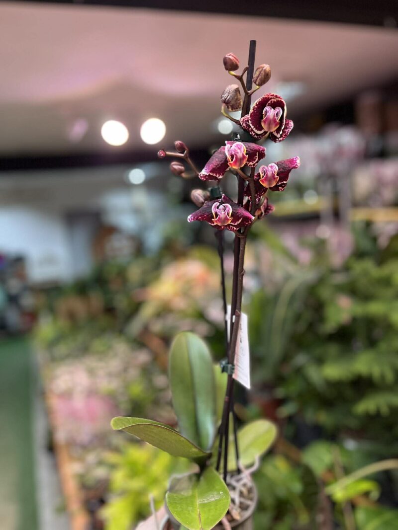 Phalaenopsis Ark’s Rhine | Storczyk przekwitający
