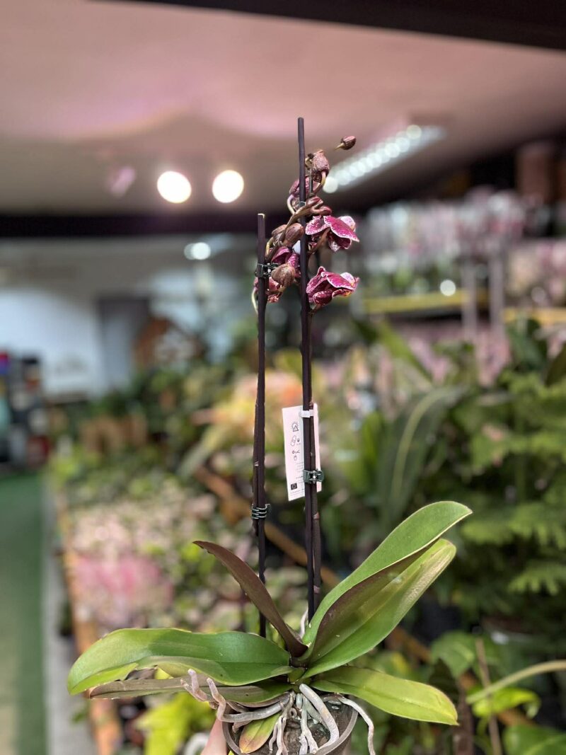 Phalaenopsis Ark’s Rhine | Storczyk przekwitający