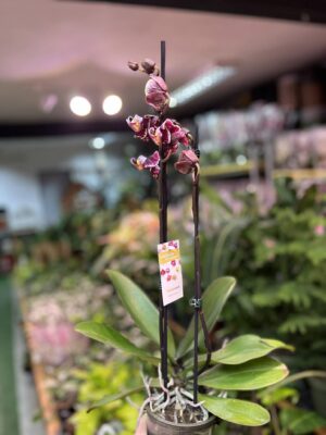 Phalaenopsis Ark’s Rhine | Storczyk przekwitający