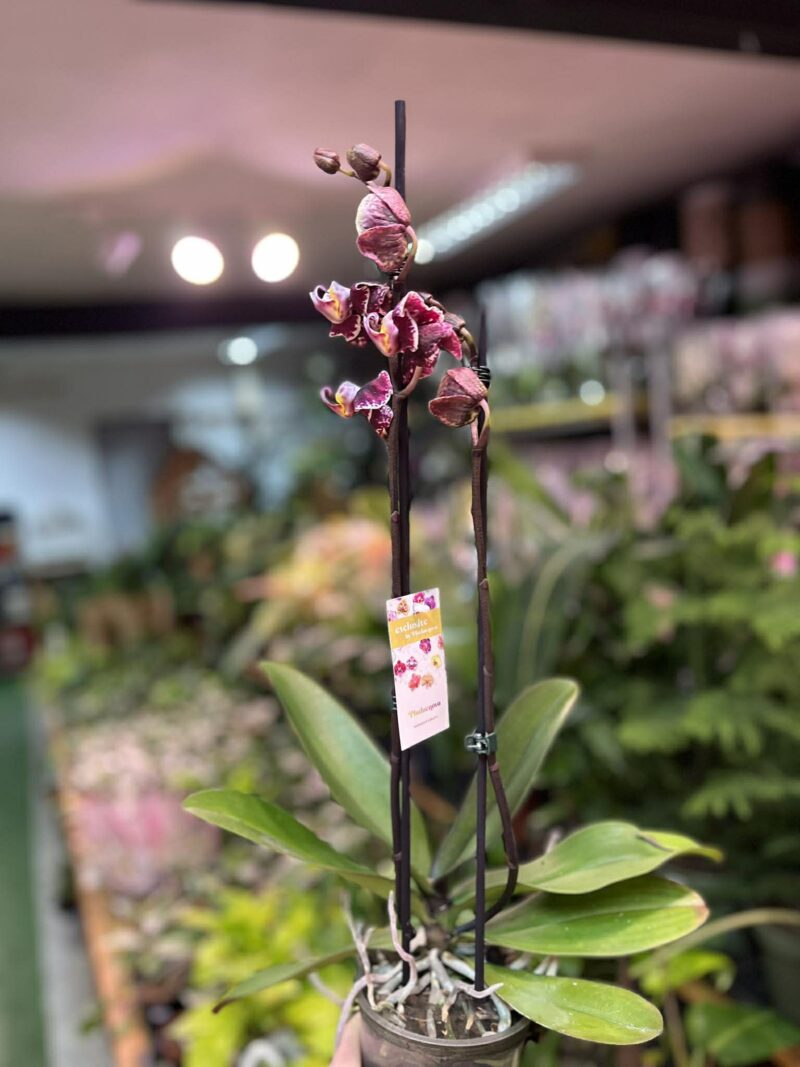 Phalaenopsis Ark’s Rhine | Storczyk przekwitający