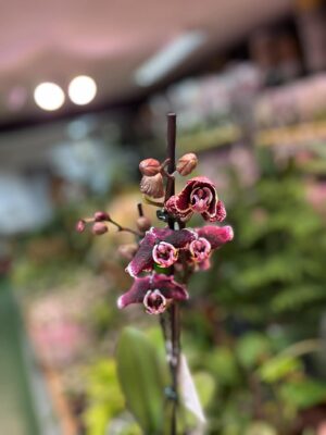 Phalaenopsis Ark’s Rhine | Storczyk przekwitający