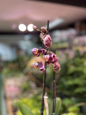 Phalaenopsis Ark’s Rhine | Storczyk przekwitający