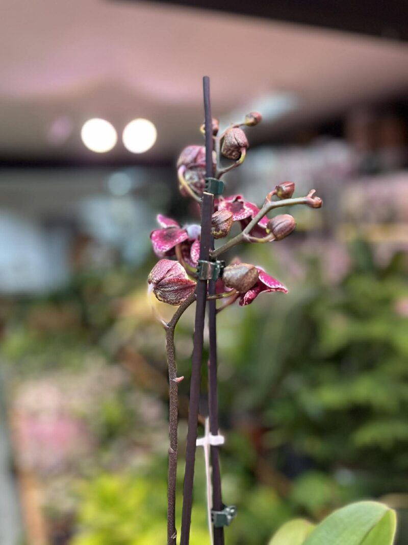 Phalaenopsis Ark’s Rhine | Storczyk przekwitający
