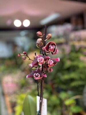 Phalaenopsis Ark’s Rhine | Storczyk przekwitający