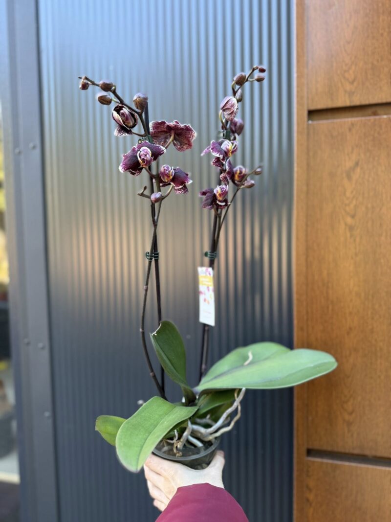 Phalaenopsis Ark’s Rhine | Storczyk przekwitający