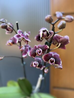 Phalaenopsis Ark’s Rhine | Storczyk przekwitający
