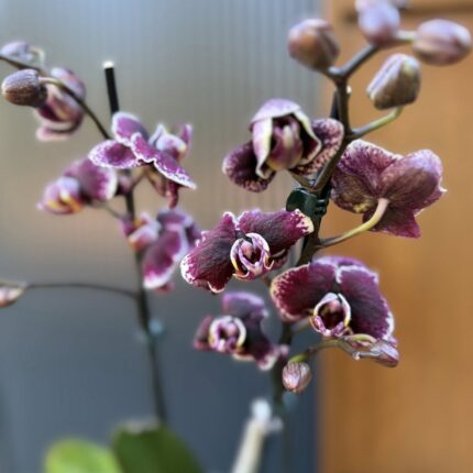 Phalaenopsis Ark’s Rhine | Storczyk przekwitający