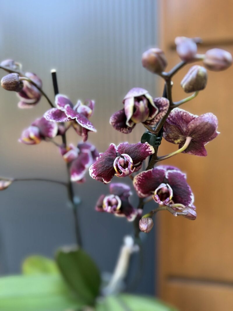 Phalaenopsis Ark’s Rhine | Storczyk przekwitający Phalaenopsis Ark’s Rhine | Storczyk przekwitający
