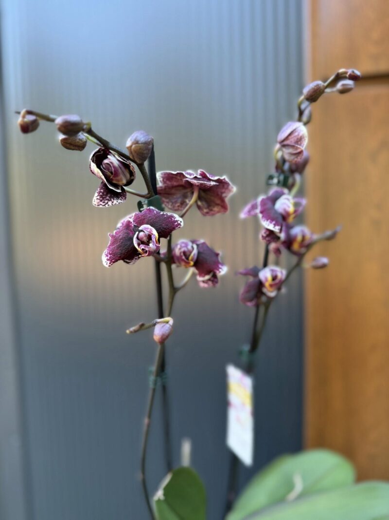 Phalaenopsis Ark’s Rhine | Storczyk przekwitający