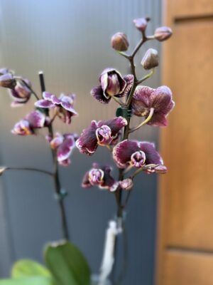 Phalaenopsis Ark’s Rhine | Storczyk przekwitający