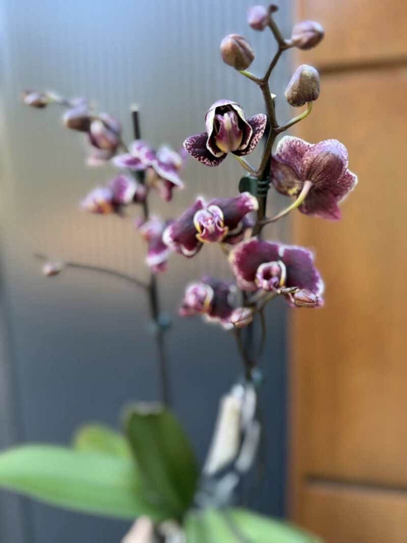 Phalaenopsis Ark’s Rhine | Storczyk przekwitający