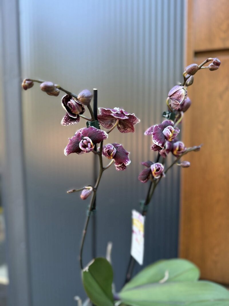 Phalaenopsis Ark’s Rhine | Storczyk przekwitający