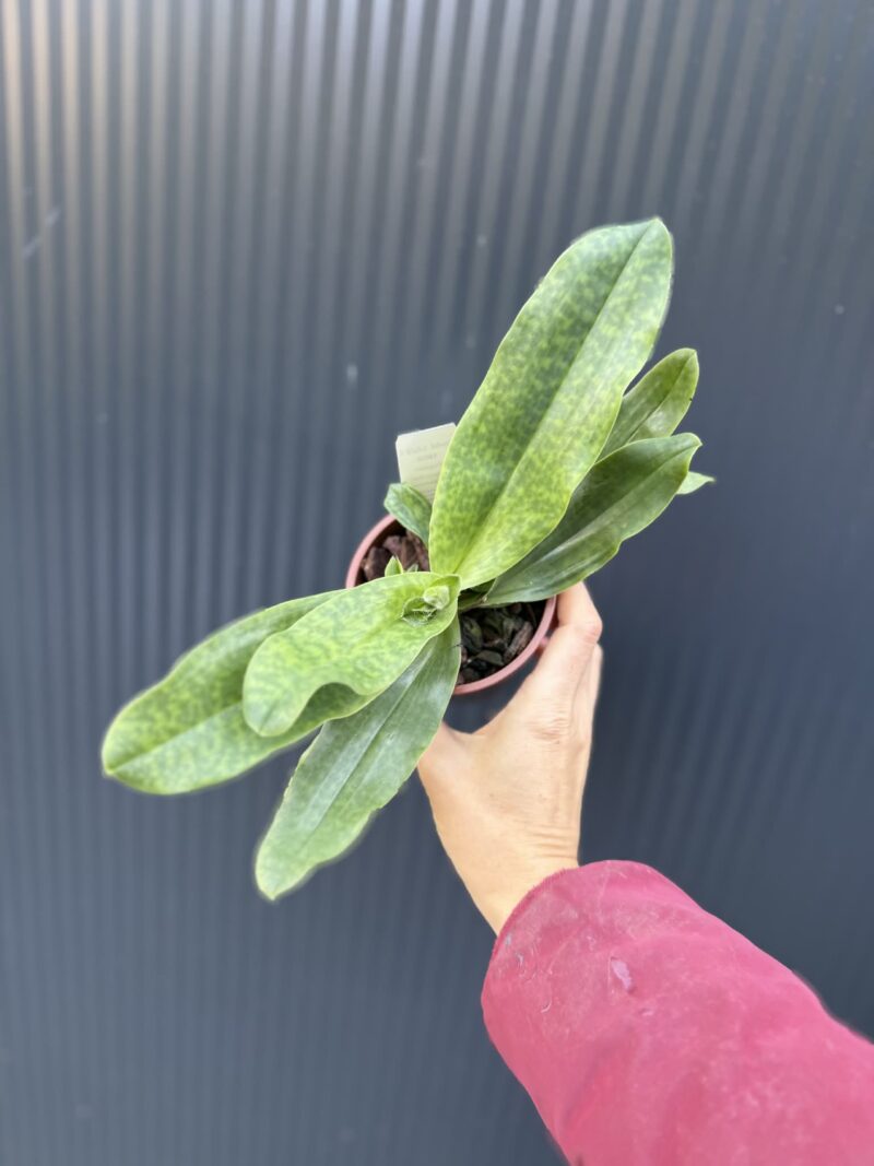 Storczyk Paphiopedilum – Pinocchio Storczyk Paphiopedilum – Pinocchio
