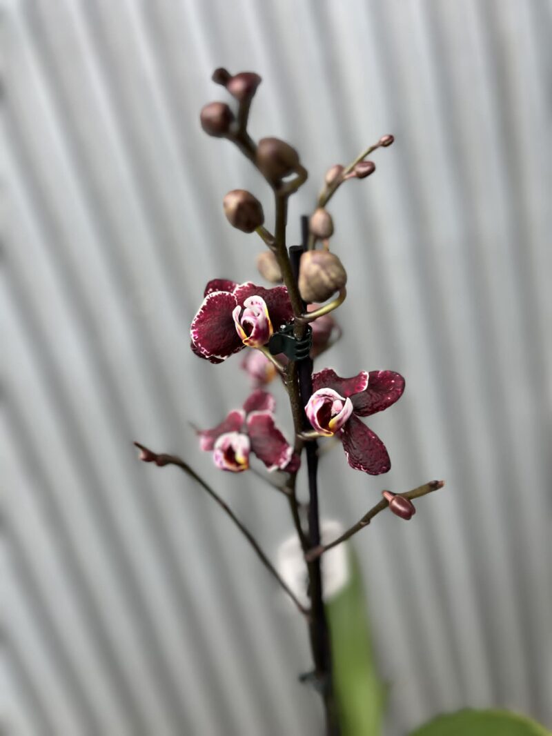 Phalaenopsis Ark’s Rhine | Storczyk przekwitający