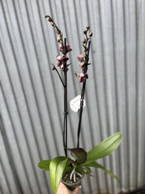 Phalaenopsis Ark’s Rhine | Storczyk przekwitający