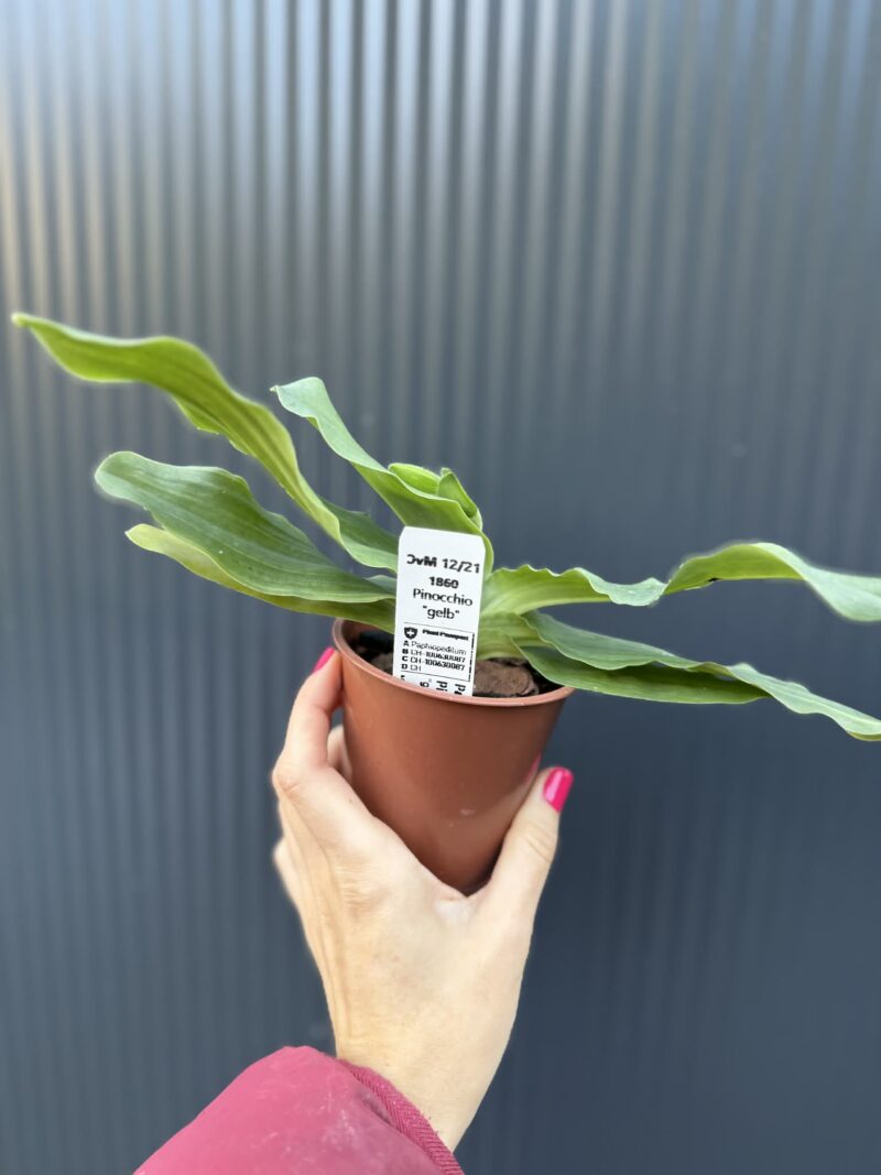 Storczyk Paphiopedilum – Pinocchio „Gelb”