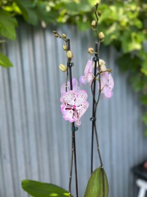 Phalaenopsis Grace | Storczyk