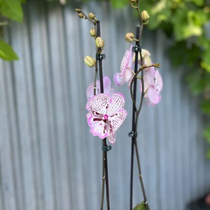 Phalaenopsis Grace | Storczyk