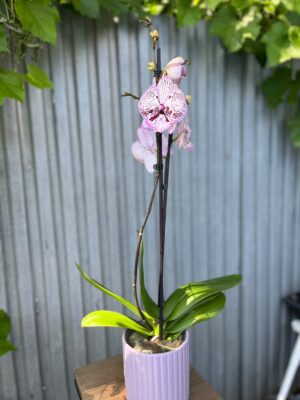 Phalaenopsis Grace | Storczyk