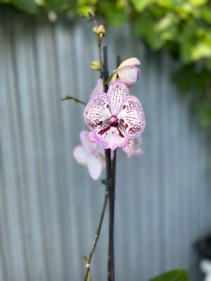 Phalaenopsis Grace | Storczyk