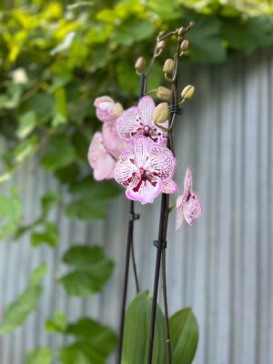 Phalaenopsis Grace | Storczyk