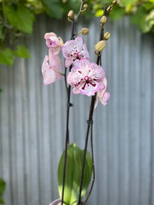 Phalaenopsis Grace | Storczyk